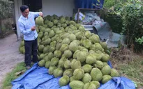 Giá sầu riêng cao ngất ngưởng, nhà vườn thu tiền tỷ