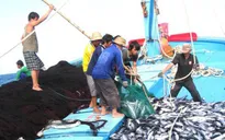 Thủ tướng chỉ đạo tập trung thực hiện các giải pháp cấp bách chống khai thác hải sản bất hợp pháp
