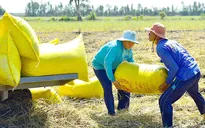 Nỗi lo đằng sau giá lúa cao kỷ lục