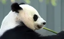 Gấu trúc chia tay vườn thú Mỹ để về Trung Quốc
