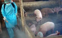 Khánh Hòa quyết liệt khống chế dịch tả lợn châu Phi