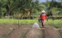 Tham gia BHXH tự nguyện, nông dân cũng có lương hưu
