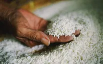 Gạo Việt vẫn giữ mức giá cao