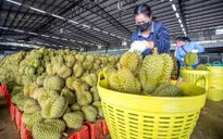 Xuất khẩu sang Trung Quốc đạt gần 156 tỷ USD