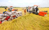 Thêm trợ lực để ngành lúa gạo Việt Nam phát triển bền vững