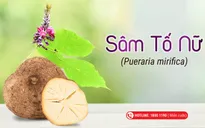 Top 5 dược liệu giúp cho phụ nữ tiền, mãn kinh