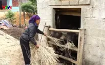 Các tỉnh, thành phố ở Bắc Bộ và Bắc Trung Bộ ứng phó với rét đậm, rét hại