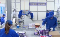 Nhiều loại pháo hoa mới sẵn sàng cho dịp Tết Nguyên đán