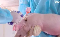 Tháo gỡ vướng mắc tiếp cận vaccine dịch tả lợn châu Phi
