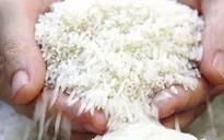 Giá gạo Việt Nam cao nhất trong vòng hơn 15 năm