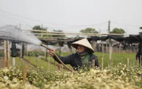 Người dân làng hoa Tây Tựu "đánh cược" vụ Tết vì giá lạnh