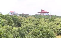 Bắc Giang đặt mục tiêu sản lượng 165.000 tấn vải thiều năm 2024