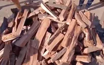 Chặt cây để sưởi ấm - giải pháp nhiên liệu tạm thời của người dân Gaza