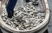 Cá chết hàng loạt nổi trắng bờ hồ Linh Đàm