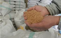 Nguyên nhân chính dẫn tới lạm phát giá lương thực toàn cầu