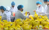 Bưởi Diễn sắp lên các kệ siêu thị tại Mỹ
