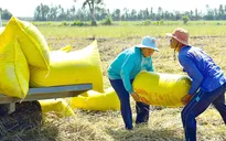 Doanh nghiệp gặp khó vì giá lúa gạo cao