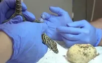 Ấp nở thành công rồng Komodo tại Tây Ban Nha