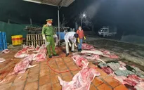 Phát hiện cơ sở giết mổ hơn 1 tấn lợn đã chết
