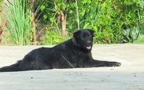 Tăng cường phòng chống bệnh dại