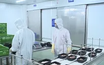 Lao động Việt Nam tại Hàn Quốc bỏ trốn và những hệ lụy