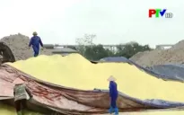 Gần 2.000 tấn lưu huỳnh lộ thiên được tạm lưu tại cảng Việt Trì, Phú Thọ