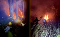 Rừng thông Đà Lạt cháy 3 ngày liên tiếp