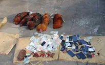Triệt phá sới bạc dưới hình thức đá gà