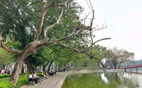 Hà Nội chặt hạ 3 cây sưa chết khô tại hồ Hoàn Kiếm