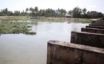 Đập ngăn mặn xuống cấp đe dọa hàng trăm hecta vụ Hè Thu