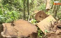 Kỷ luật nhiều cán bộ để mất rừng