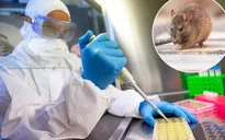 Chưa có bằng chứng về loài động vật là vật chủ lây truyền virus SARS-CoV-2