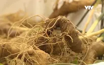Nhiều sản phẩm sâm Ngọc Linh giả trên thị trường