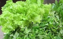 Hàng trăm ca nhiễm sán lá gan do ăn rau sống