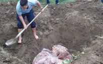 Tiêu hủy 600kg gà đông lạnh không rõ nguồn gốc xuất xứ