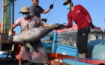 Giá cá ngừ đại dương "rớt thảm"