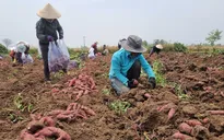 Xuất khẩu chính ngạch lô khoai lang đầu tiên sang Trung Quốc