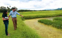 Philippines phát triển giống lúa thích nghi biến đổi khí hậu
