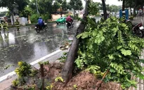 Đắk Lắk: Gió lớn đổ cây làm một người bị thương nặng