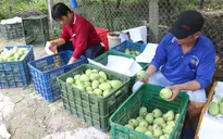 Giá xoài liên tục giảm