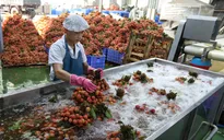 Bắc Giang dự kiến xuất khẩu 1.500 tấn vải thiều sang Hoa Kỳ
