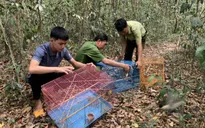 Thả hàng trăm cá thể động vật quý hiếm về môi trường tự nhiên