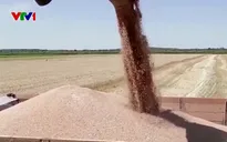 Lúa mì và ngô của Ukraine đang làm xáo trộn thị trường EU