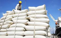 Việt Nam có thể xuất gần 7 triệu gạo tấn năm nay