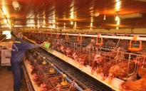 Giá trứng tăng nhanh - giảm nhanh, người chăn nuôi "làm cũng dở không làm cũng dở"