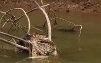 Nguy cơ ô nhiễm nghiêm trọng dòng sông Đào tại Nghệ An