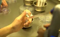 Ứng dụng nhiều kỹ thuật mới trong thụ tinh ống nghiệm