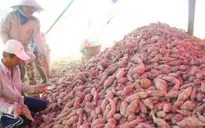 Sẵn sàng xuất khẩu khoai lang sang Trung Quốc