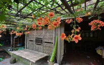 Những cụ già mang sức sống cho làng cổ Đường Lâm