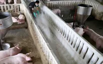 Giá lợn hơi giảm liên tiếp, nông dân ngậm ngùi "treo chuồng"